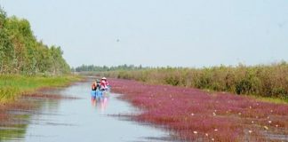 Khám phá hệ sinh thái phong phú bậc nhất tại khu du lịch Tràm Chim